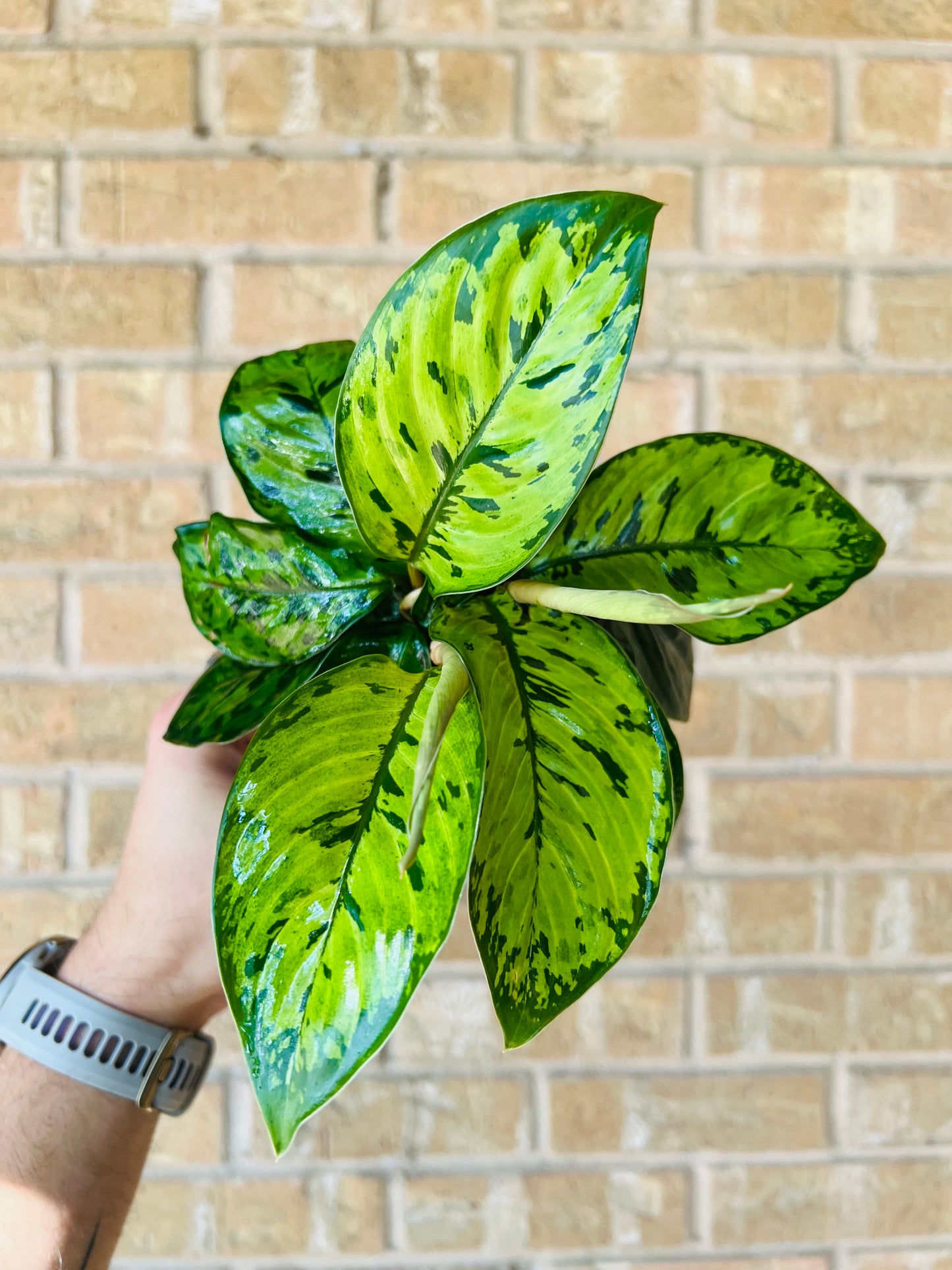 Homalomena Camouflage