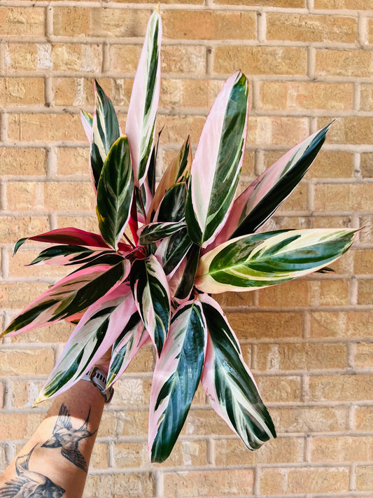 Stromanthe Triostar