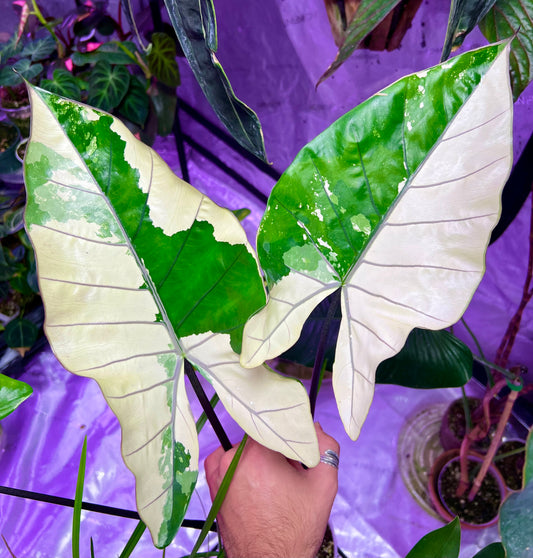 Variegated Black Stem Alocasia