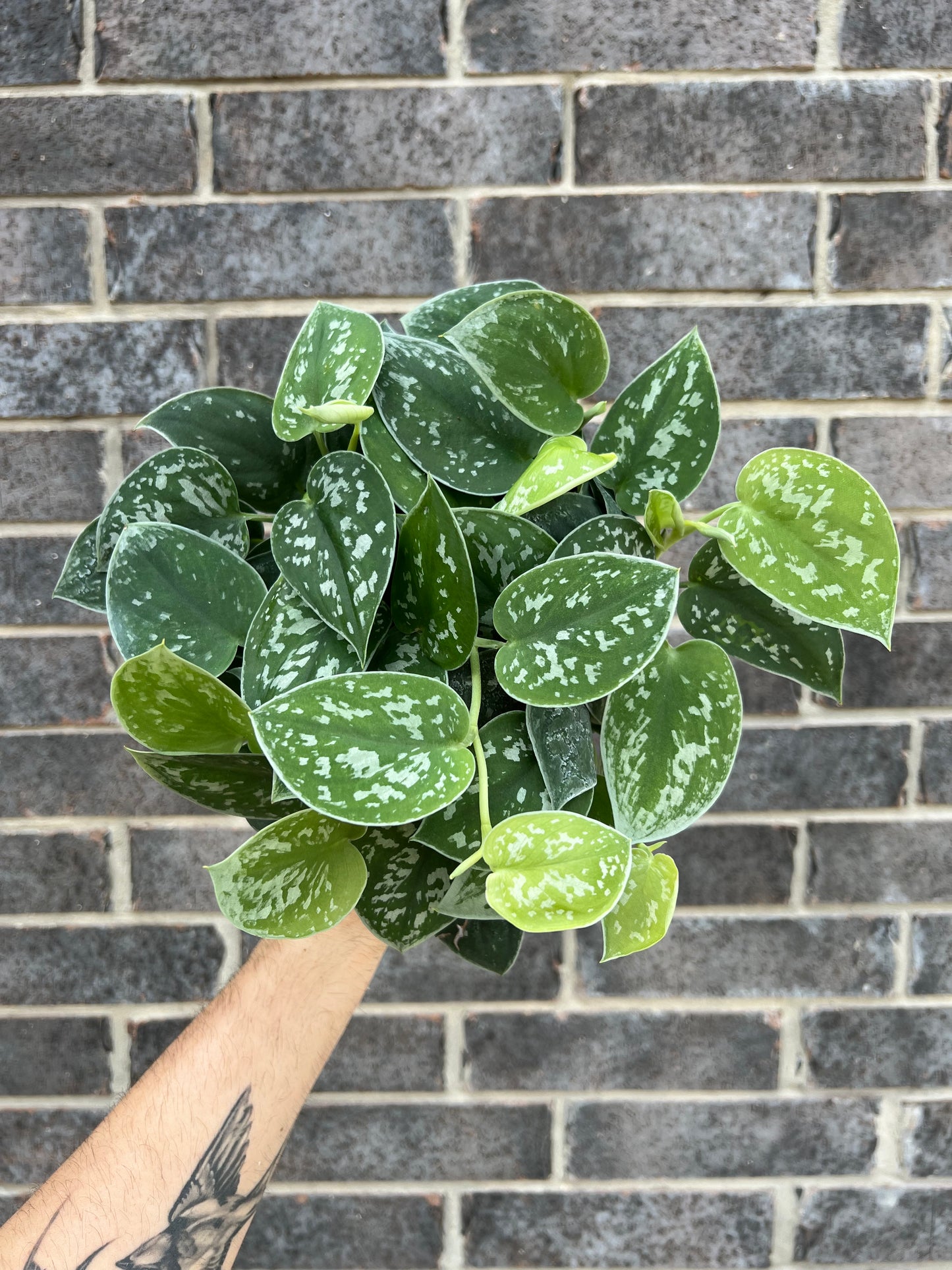 Scindapsus Pictus
