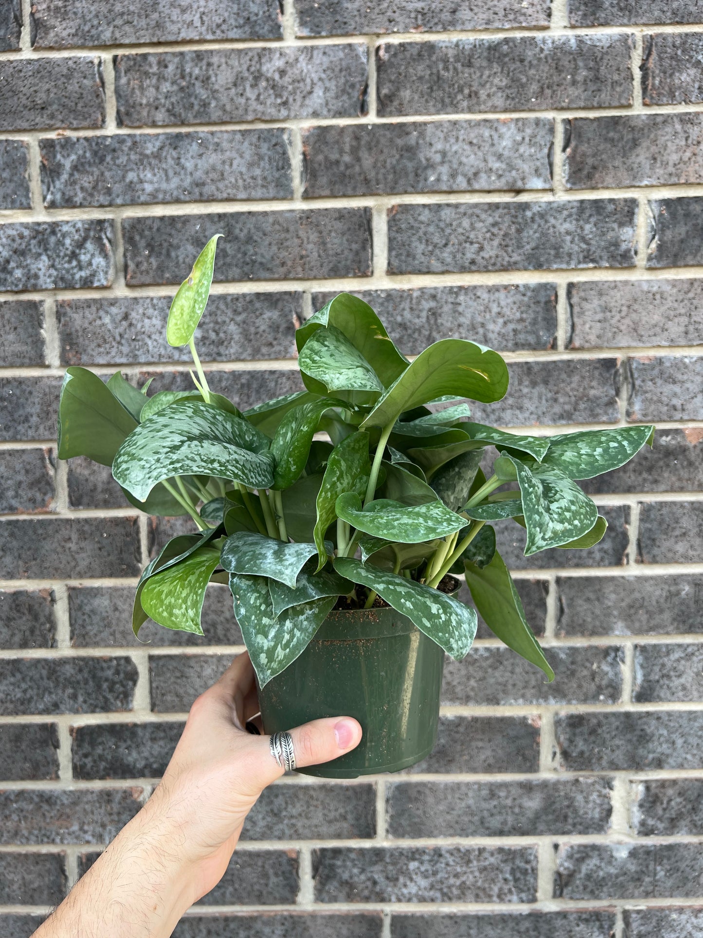 Scindapsus Pictus