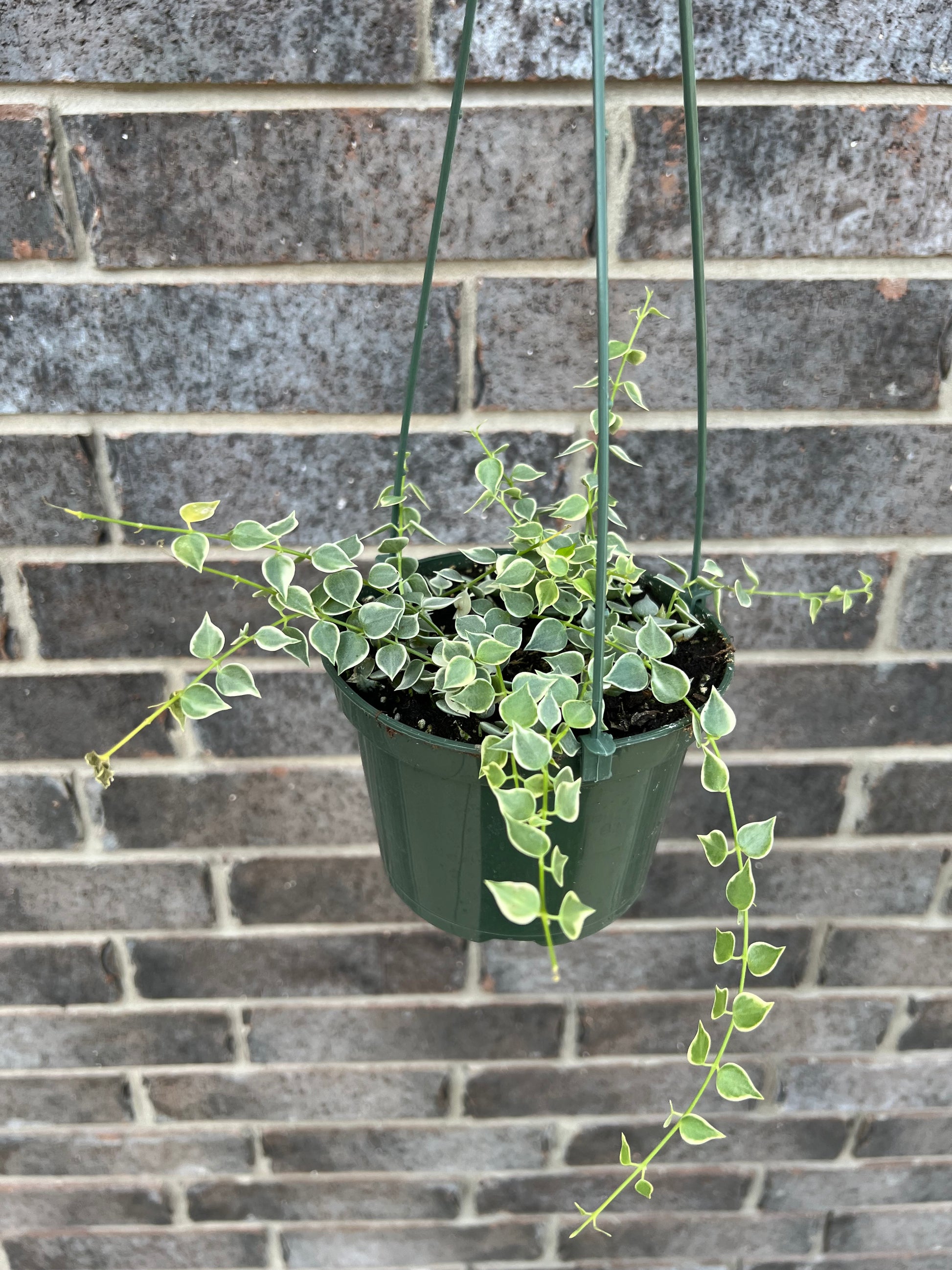 dischidia hanging plants Dischidia Million Hearts Variegated Hanging Basket – BotanicBoys Plant Co