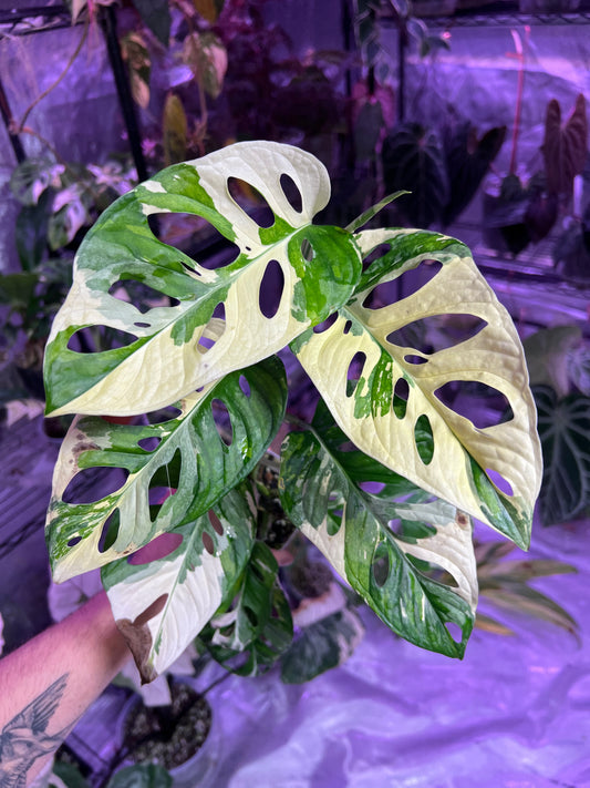 Monstera Adansonii Variegated Tri-Color